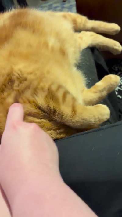 My orange thinks my leg is a pillow