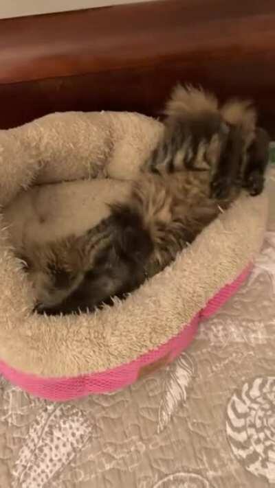 She gets really really really into making her biscuits