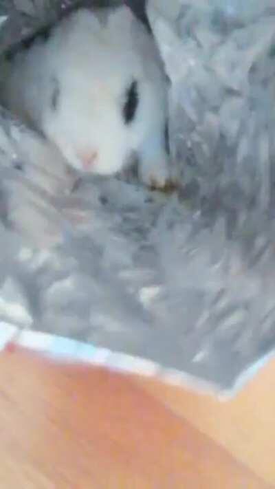 Why is he like this? :( no matter how much I feed him bunny food or treats he likes human food (I dont let him eat)