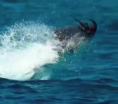 Fish decides it’s payback time and hunts a bird