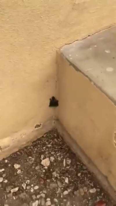 This turtle is too powerful