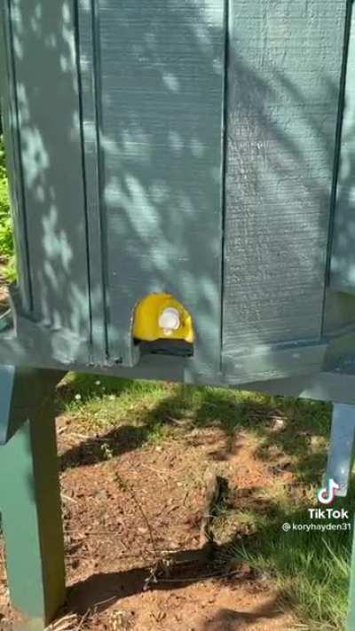 A hidden danger on the course.