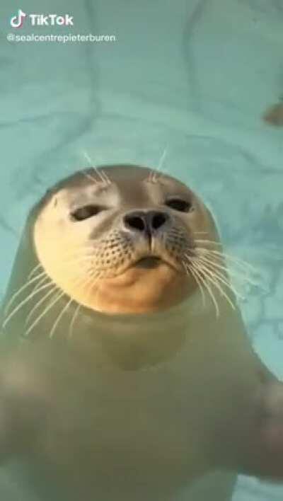 Uma foca do tik tok para te deixar feliz
