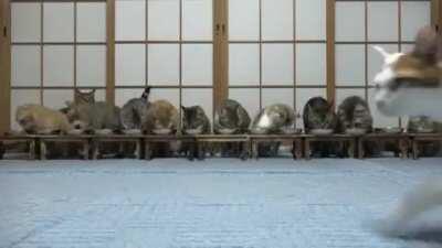 How to make 10 cats disappear