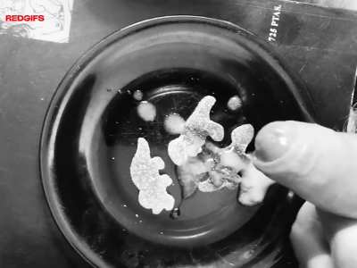 Only triceratops survived