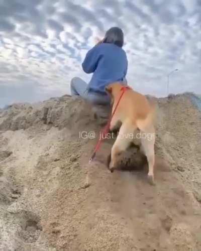 Digging Doggo