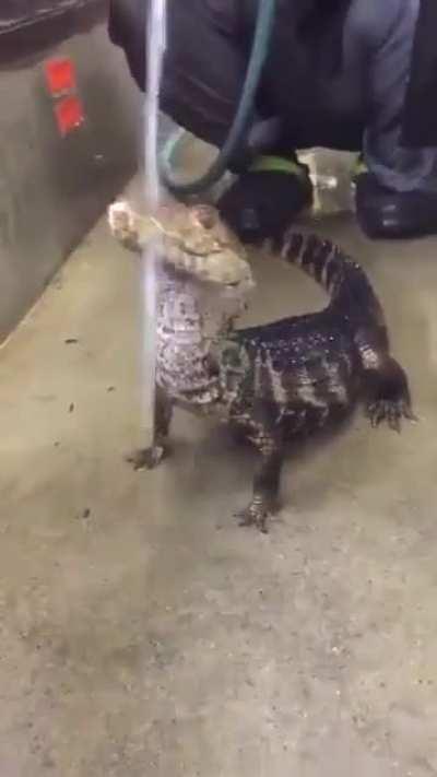 My cat (he no scare d of water 😎)