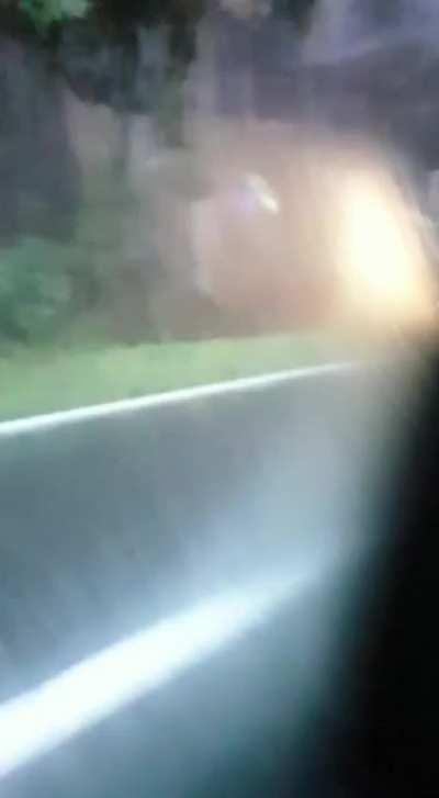 How can you overlook a cow???