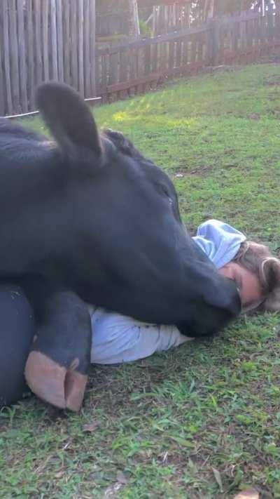 When a cow sees you as their best friend