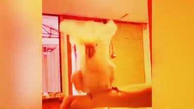 The Dancing Parrot II We call Them Party Parrot Also