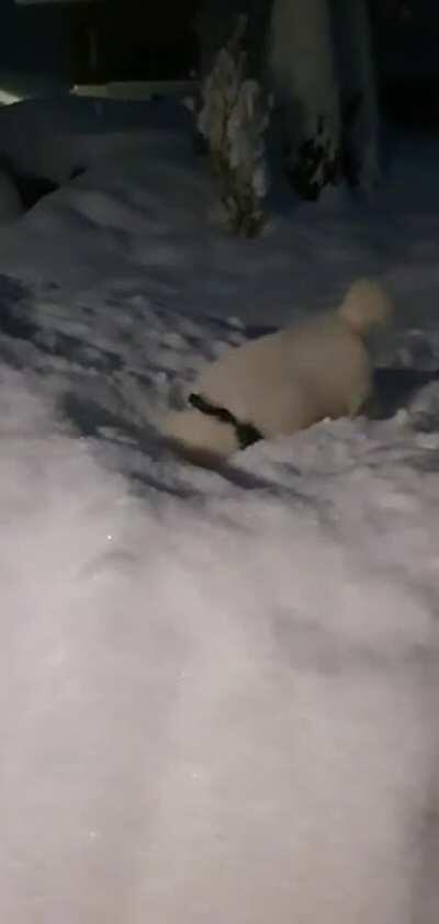 Bunny hops of pure happiness :D Safe to say my sammy loves living in the Alps!