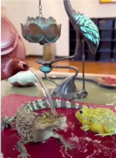 Hyrdo-lifted Baby Gator Achieves Ascension