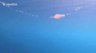 A Jellyfish came too close to an air ring in the ocean and got sucked in