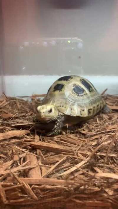 Anyone else love when their tortoise yawns? She’s so cute doing it 🥰😍!