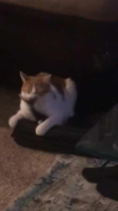 Bonk bonk bonk bonk bonk bonk bonk