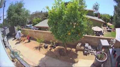 Lady yeets a bear to protect her pets