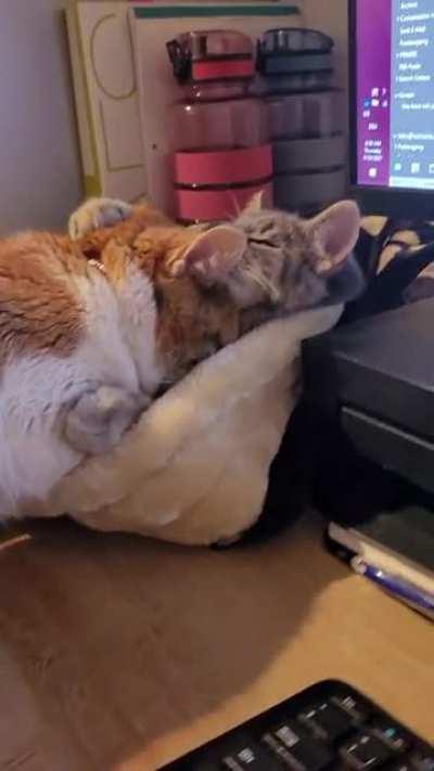 17y/o girl lost her brother in june and couldn't stop crying since. This is 12h after we brought the babies home... She is finally healing and not crying anymore (now we can heal, too)