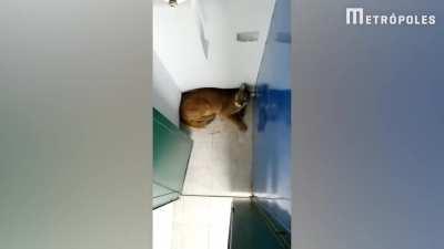 Jaguar found in school bathroom in Brazil