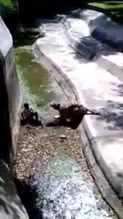 Man and Tiger in the latter's enclosure