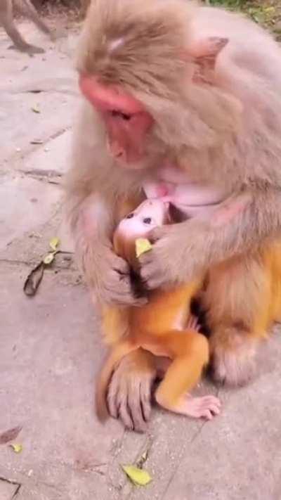 Mother love..
