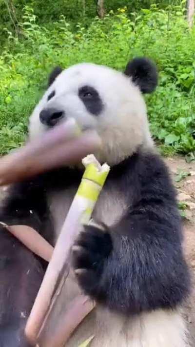 First time see a panda eating bamboo. Look delicious.