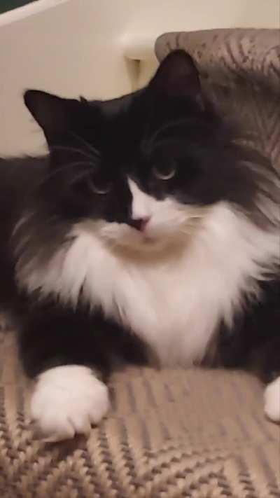 Wait for it...cutest ever Molly meow!