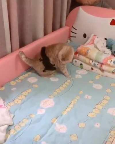 Squirrel attached to an unamused cat