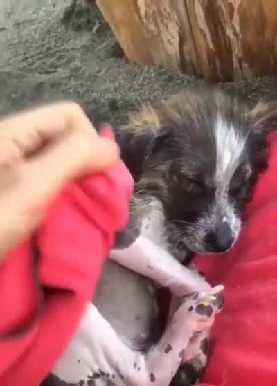 Счастливая история спасения щенка