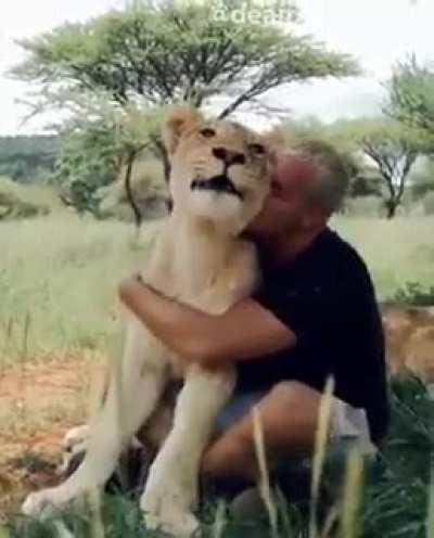Man sees his lion pride again after 2.5 weeks.