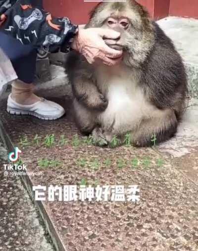 what’s the name of this animal or is it just a fatass locale chinese monkey