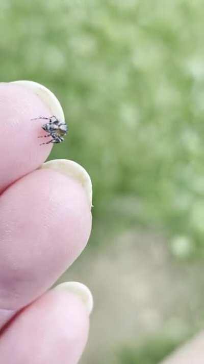 Tiny mature spiderbro out looking for ladies. Stopped by to say hi, realized I didn’t have any on me, went on his way. Good luck, bro!