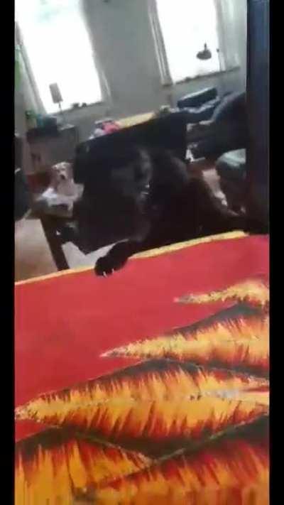 Eros is not the smartest cat alive