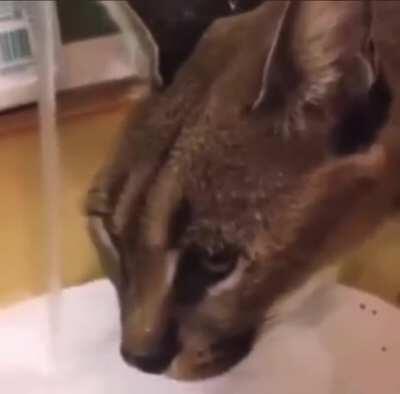 Happy Floppa Fridayyy Yum Yum