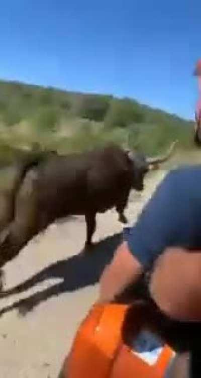 Escaped bull vs. helmet guy on a quad