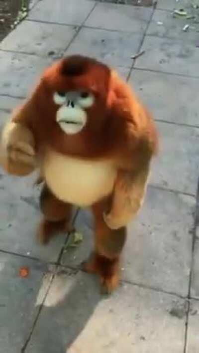 Gente añadieron un nuevo mono