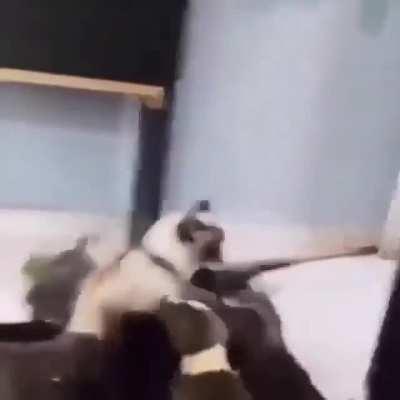 HoRDe oF ZOmBiE dOGs eAt a caT AliVe