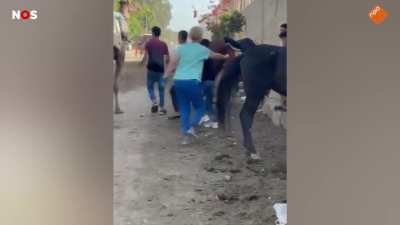Dutch woman upset over Egyptian hiting a donkey.