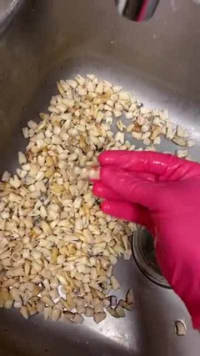 All I Want for Christmas is Your two Front Teeth…