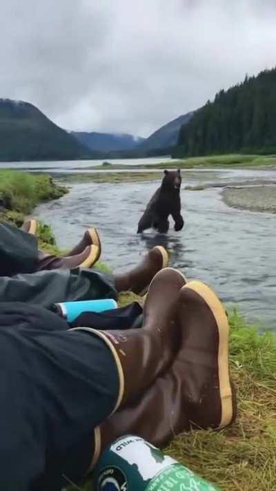 Brown Bear lay down, black bear fight back, white bear good night