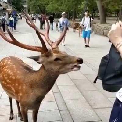 🔥 A very polite deer bowing to a tourist in Japan 🔥