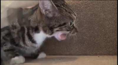 There was an attempt at eating