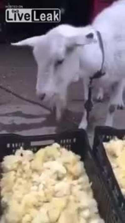 His true motivation for saving the Shock Egg!