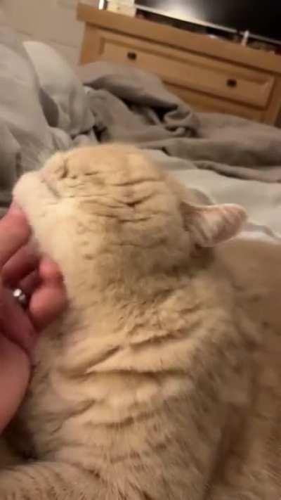 My 11 year old Persian purrs with her mouth open and doesn’t let you stop scratching till she’s good and ready