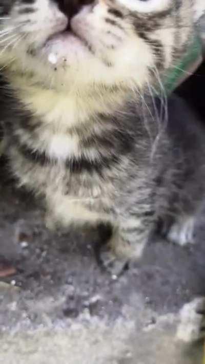 Illegally smol and not happy