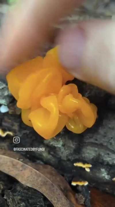 This is why we do not invite the druids of the spore circle to the gathering