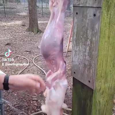 How to Skin a Rabbit in 40 Seconds
