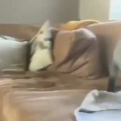 If it's not for parkour, why is it made of tall?