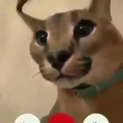 OMG floppa called me