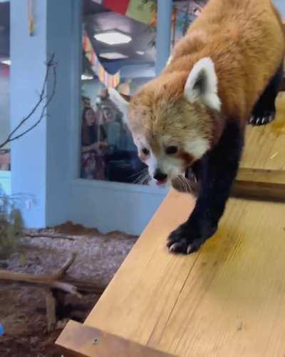 Fia only likes grapes