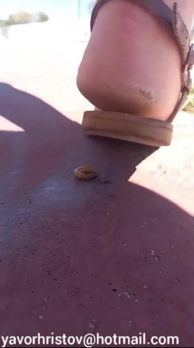 Girl crush meal worms